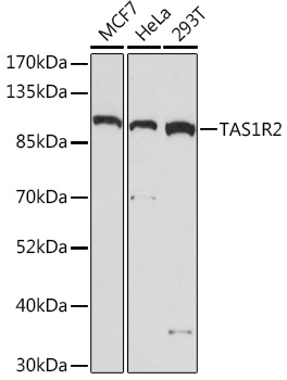 TAS1R2 Polyclonal Antibody