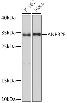 ANP32E Polyclonal Antibody
