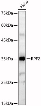 RPF2 Polyclonal Antibody
