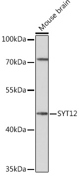 SYT12 Polyclonal Antibody