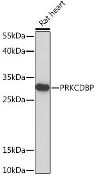 PRKCDBP Polyclonal Antibody