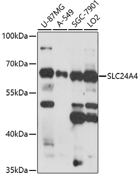 SLC24A4 Polyclonal Antibody