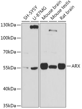 ARX Polyclonal Antibody