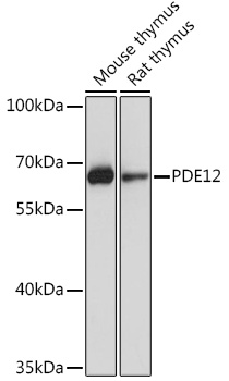 PDE12 Polyclonal Antibody