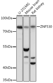 ZNF530 Polyclonal Antibody