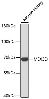 MEX3D Polyclonal Antibody