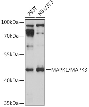 MAPK1/MAPK3 Polyclonal Antibody