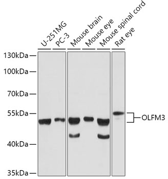 OLFM3 Polyclonal Antibody