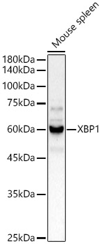 XBP1 Polyclonal Antibody