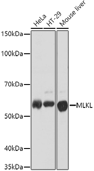 MLKL Polyclonal Antibody