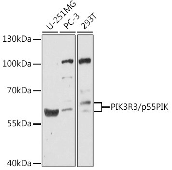PIK3R3/p55PIK Polyclonal Antibody