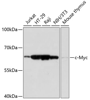 c-Myc Polyclonal Antibody