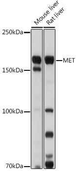 MET Polyclonal Antibody