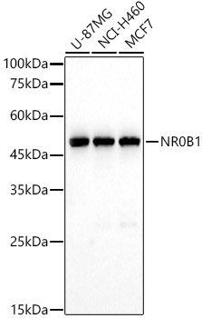 NR0B1 Polyclonal Antibody