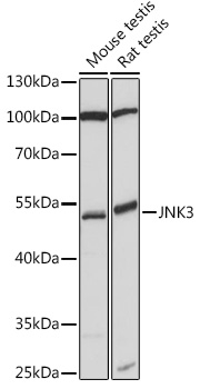 JNK3 Polyclonal Antibody