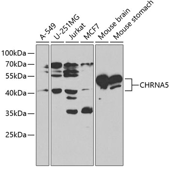 CHRNA5 Polyclonal Antibody