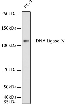 DNA Ligase IV Polyclonal Antibody