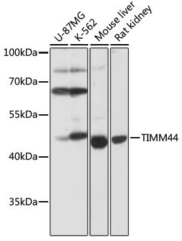 TIMM44 Polyclonal Antibody