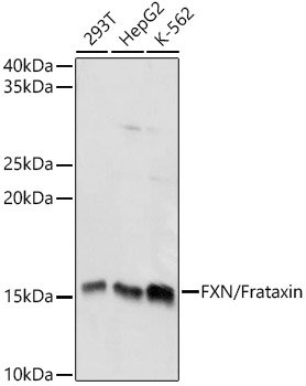 FXN / Frataxin Polyclonal Antibody