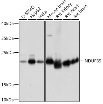 NDUFB9 Polyclonal Antibody