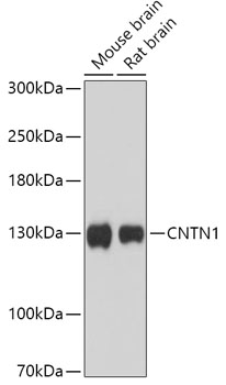 CNTN1 Polyclonal Antibody