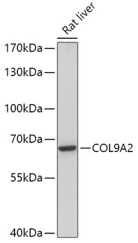 COL9A2 Polyclonal Antibody