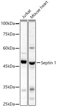 Septin 1 Polyclonal Antibody