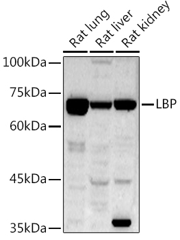 LBP Polyclonal Antibody