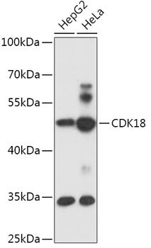 CDK18 Polyclonal Antibody