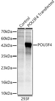 POU3F4 Polyclonal Antibody