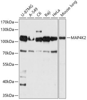 MAP4K2 Polyclonal Antibody