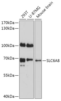 SLC6A8 Polyclonal Antibody