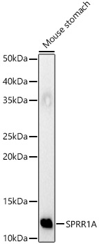 SPRR1A Polyclonal Antibody