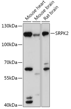 SRPK2 Polyclonal Antibody