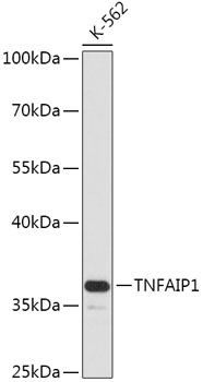 TNFAIP1 Polyclonal Antibody