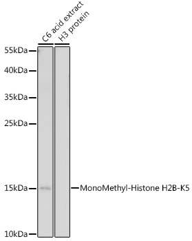 MonoMethyl-Histone H2B-K5 Polyclonal Antibody
