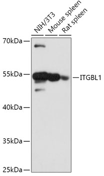 ITGBL1 Polyclonal Antibody