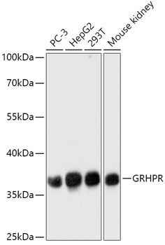 GRHPR Polyclonal Antibody