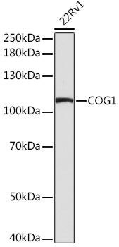 COG1 Polyclonal Antibody