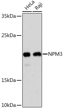 NPM3 Polyclonal Antibody