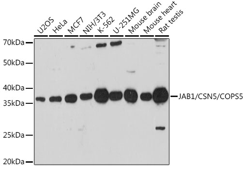 JAB1/CSN5/COPS5 Polyclonal Antibody