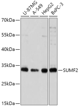 SUMF2 Polyclonal Antibody