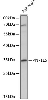 RNF115 Polyclonal Antibody