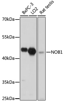 NOB1 Polyclonal Antibody