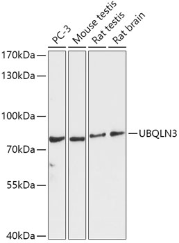 UBQLN3 Polyclonal Antibody