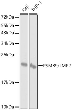 PSMB9/LMP2 Polyclonal Antibody