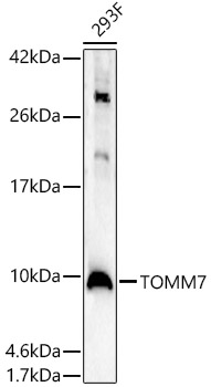 TOMM7 Polyclonal Antibody
