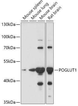 POGLUT1 Polyclonal Antibody