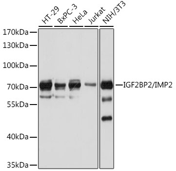 IGF2BP2/IMP2 Polyclonal Antibody