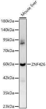 ZNF426 Polyclonal Antibody